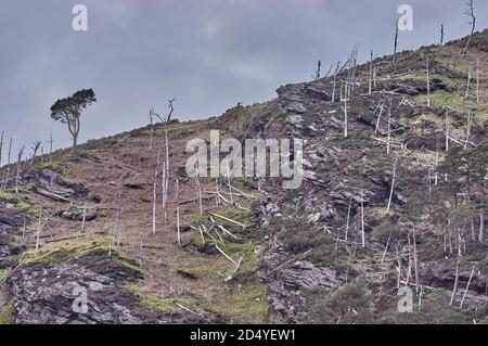 Arbre vert après un feu de forêt en Irlande. L'arbre vert survit au feu de forêt. Arbre vert solitaire. Banque D'Images