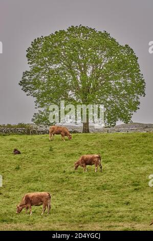 Paysage irlandais. Vaches paissant sous un gros arbre sur un pré vert en Irlande. Banque D'Images