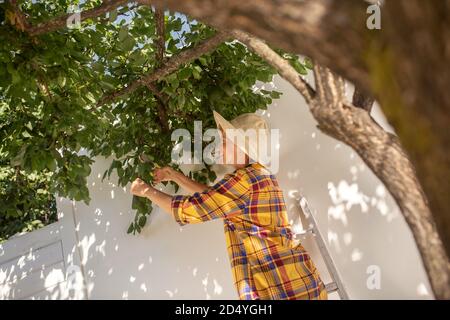 Femme blonde en chapeau de paille debout sur l'échelle, coupant des arbres Banque D'Images