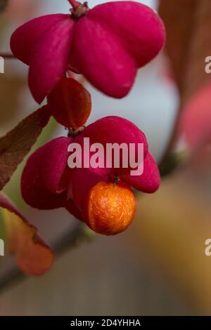 Gros plan extrême du fruit de la broche mature (Euonymus sp.), divisé ouvert pour révéler les graines. Banque D'Images