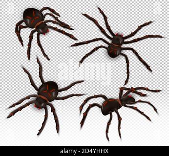 Araignée réaliste sauvage sous différents angles. Araignées sur fond transparent. Les personnages de Halloween. Illustration vectorielle. Illustration de Vecteur