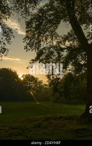 Arbres au coucher du soleil. Arbres d'automne au coucher du soleil. Lumière du soir dans un parc, rayons de soleil tombant par la brume. Banque D'Images