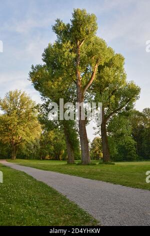 Arbres au coucher du soleil. Arbres d'automne au coucher du soleil. Lumière du soir dans un parc, rayons de soleil tombant par la brume. Banque D'Images