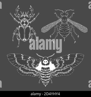 Ensemble vectoriel d'insectes dessinés à la main. Différents insectes dans un style réaliste : coléoptère de cerf, guêpe et papillon mort. Collection isolée sur fond noir. Illustration de Vecteur