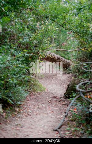 arbres tombés et brisés dans un parc bloquant un chemin après une tempête. Palencia, Espagne Banque D'Images