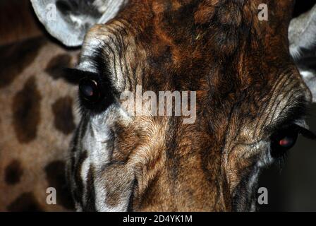 Photo Giraffe (Giraffa) gros plan de la tête et des yeux, de ce mammifère africain, bien connu pour son pelage tacheté, son long cou, ses jambes et sa grande hauteur Banque D'Images