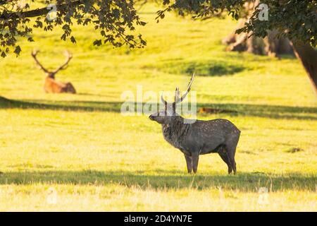 Manchurian Sika Stag, Deer au parc Woburn Deer, Woburn Bedfordshire, automne 2020 Banque D'Images