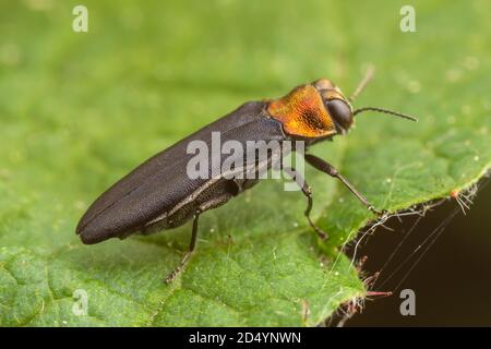 Perce-canne à col rouge (Agrilus ruficollis) Banque D'Images