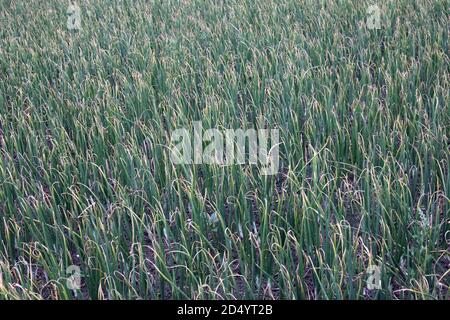 Oignon vert poussant sur le terrain Banque D'Images