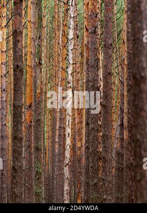 Forêt de pins d'automne. Un arrière-plan monochromatique abstrait avec de grands jeunes troncs de pin semble comme un mur, et quelques feuilles brillantes parmi eux. Banque D'Images