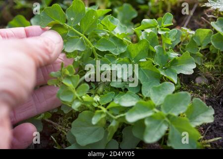 Grande cresson amère, grande Bittercresson (Cardamine amara), feuilles avant floraison, Allemagne Banque D'Images