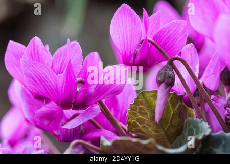 Cyclamen européen (Cyclamen purpurascens), floraison, pays-Bas Banque D'Images