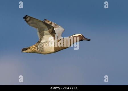 Garganey (Anas querquedula), Flying male, Italie, Piana fiorentina Banque D'Images