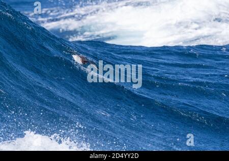 Pintado pétrel, antarctique cape pétrel, Cape pétrel (Daption capense australe, Daption australe), survolant une vague océanique dans l'océan Pacifique, Nouveau Banque D'Images