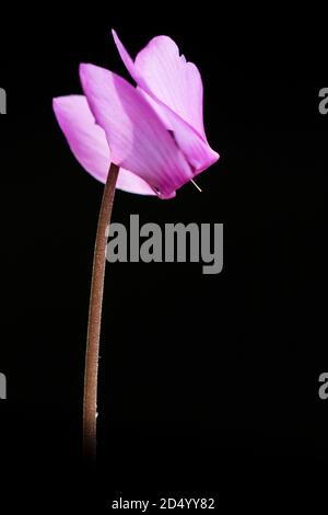 Cyclamen européen (Cyclamen purpurascens), fleur sur fond noir, pays-Bas Banque D'Images