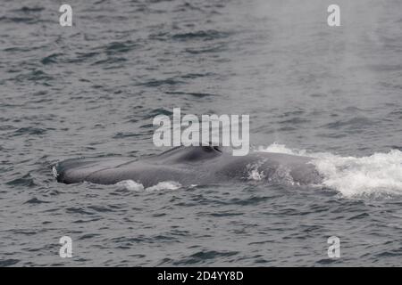 Baleine bleue (Balaenoptera musculus), nageant au large de la côte nord de l'Atlantique, soufflant de l'eau à travers son trou, Islande Banque D'Images