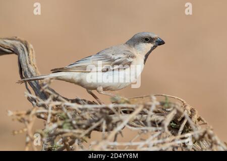 Moineau du désert du Saharien (Passer simplex saharae, Passer saharae), homme adulte perché dans un brousse, Maroc, Sahara occidental, Dakhla-Oued Ed Dahab Banque D'Images