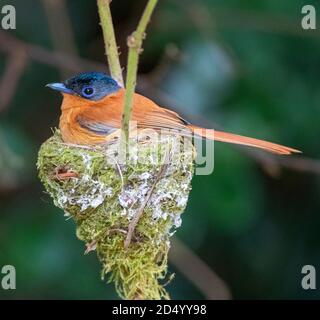 Madagascar paradisiaque flycatcher (Terpsiphone mutata), Femme assise sur son nid, Madagascar, Parc National de Perinet Banque D'Images