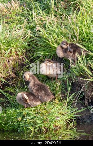 mallard (Anas platyrhynchos), canetons prêtant sur le front de mer, pays-Bas Banque D'Images