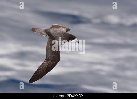 Pétrel blanc à ailes (Pterodroma leucoptera), en vol au-dessus des eaux de l'océan pacifique subtropical, vu d'en haut, montrant le modèle de l'aile supérieure, Nouveau Banque D'Images