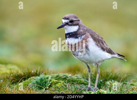 Île d'Auckland Dotterel Banded (Charadrius bicinctus exilis, Charadrius exilis), debout au sol, Nouvelle-Zélande, îles d'Auckland, Enderby Banque D'Images