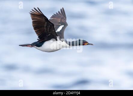 Shag d'Auckland, shag des îles d'Auckland (Leucocarbo colensoi, Phalacrocorax colensoi), en vol au-dessus de l'océan, Nouvelle-Zélande, îles d'Auckland, Enderby Banque D'Images