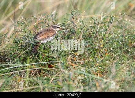 Dusky Grush (Turdus eunomus), homme de premier-hiver, quatrième record pour les pays-Bas, Frison, Vlieland Banque D'Images