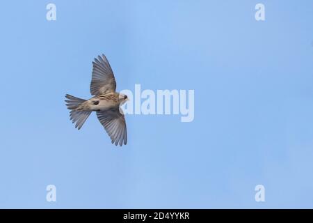 redpoll, commune redpoll (Carduelis flammea, Acanthis flammea), en vol, Danemark Banque D'Images