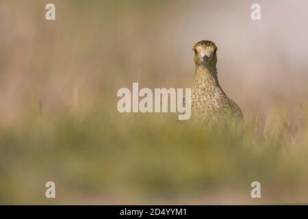 Pluvier doré européen (Pluvialis abricaria), perchée dans l'herbe, Italie, Porto di Viareggio Banque D'Images