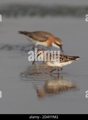 Pondeuses à bec large de l'est (Calidris falcinellus sibiricus, Limicola falcinellus sibirica), dans l'eau, en plumage d'été, Pluvier en arrière-plan, Banque D'Images