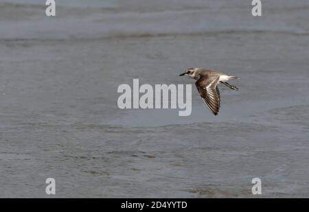 Pluvier de sable de moindre importance (Charadrius mongolus), deuxième année civile en vol au-dessus des méplats de boue, Thaïlande, Khok Kham Banque D'Images