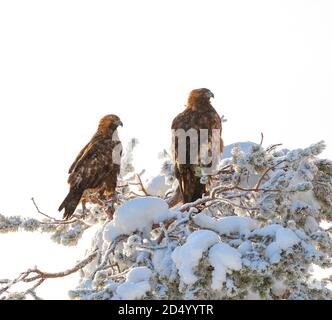 aigle royal (Aquila chrysaetos), paire reposant dans un arbre couvert de neige dans la forêt de taïga, Finlande, Kuusamo, forêt de taïga près de la frontière avec la Russie Banque D'Images