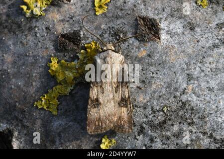 Dart en forme de navette (Agrotis puta), mâle reposant sur l'écorce de liched, vue dorsale, France, Département Côtes-d'Armor, Erquy Banque D'Images
