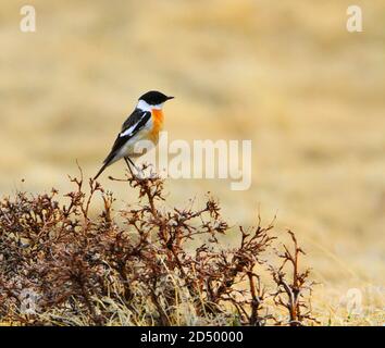 le bushchat de hodgson (Saxicola insignis), mâle adulte perché sur un petit buisson, Mongolie, lac Khukh Banque D'Images