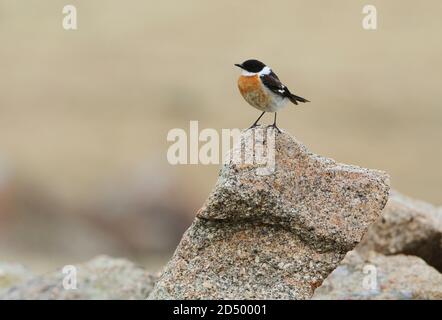 le bushchat de hodgson (Saxicola insignis), homme adulte perché sur un rocher, Mongolie, lac Khukh Banque D'Images