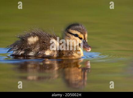 mallard (Anas platyrhynchos), baignade, caneton, vue latérale, pays-Bas Banque D'Images