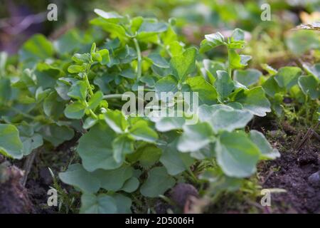 Grande cresson amère, grande Bittercresson (Cardamine amara), feuilles avant floraison, Allemagne Banque D'Images