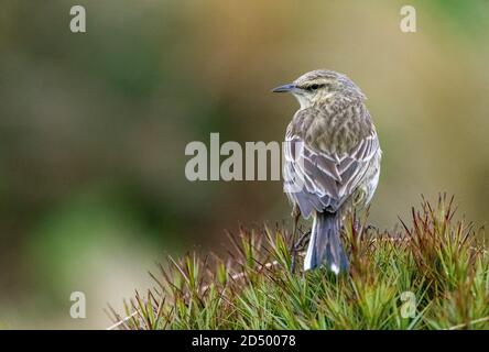 Île d'Auckland Pipit, Pihoihoi (Anthus novaeseelandiae aucklandicus, Anthus aucklandicus), assis au sommet de l'herbe, en regardant par-dessus son épaule, Banque D'Images