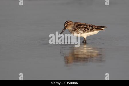 Pondeuses à bec large de l'est (Calidris falcinellus sibiricus, Limicola falcinellus sibirica), dans l'eau, en plumage d'été, Thaïlande, Khok Kham Banque D'Images