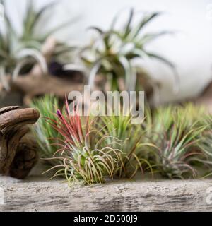 Gros plan de la centrale d'air Tlandsia sur une surface en bois. Idées de jardin intérieur à la mode. Mise au point douce. Plante de maison avec racines aériennes Banque D'Images