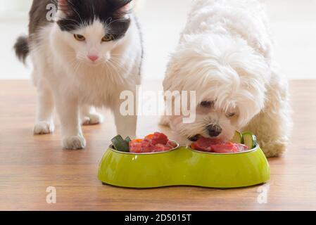 Petit chien maltais et chat noir et blanc manger des aliments naturels et organiques à partir d'un bol à la maison Banque D'Images