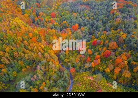 Vue sur les hauts d'arbres colorés, Lituanie Banque D'Images