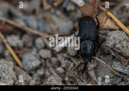 Scyphophorus acupunctatus Agave Black Nosed Weevil qui détruit l'Agave Americana Century Plant. Banque D'Images