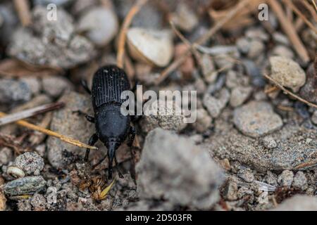 Scyphophorus acupunctatus Agave Black Nosed Weevil qui détruit l'Agave Americana Century Plant. Banque D'Images