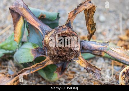 Scyphophorus acupunctatus Agave Black Nosed Weevil qui détruit l'Agave Americana Century Plant. Banque D'Images