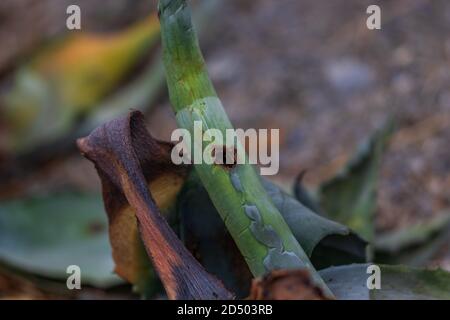 Scyphophorus acupunctatus Agave Black Nosed Weevil qui détruit l'Agave Americana Century Plant. Banque D'Images