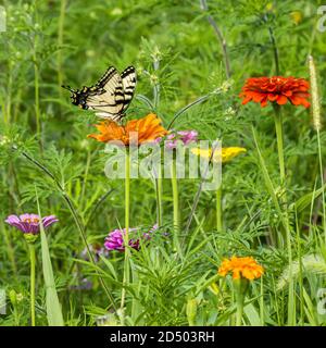 Rare papillon noir, orange blanc et bleu à queue d'aronde anis (Papilio zeliaon) sur fleur d'orange Banque D'Images