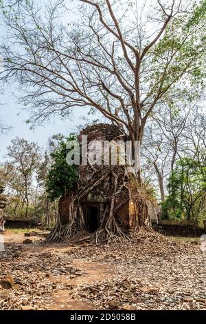 Étonnant temple Koh Ker complexe de temples du Xe siècle dans la jungle cambodgienne du nord. Racines en bois de grands arbres Tour bibliothèque Prasat PAM Temple ruines de Banque D'Images