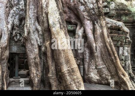 Racines banyan Tree temple Ta Prohm ruines du parc archéologique d'Angkor Wat. Ancienne civilisation khmère d'Angkor près de Siem Reap, jungle au Cambodge. Banque D'Images