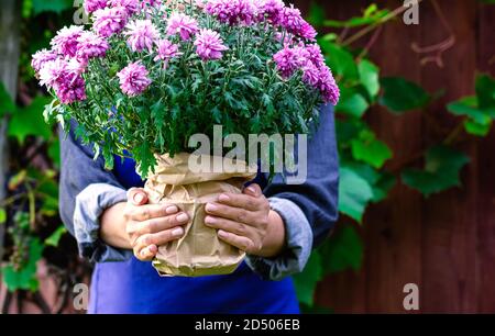 Une femme jardinière tient un chrysanthème rose en fleur dans ses mains. Transplantation de plantes et de fleurs. Gros plan. Banque D'Images
